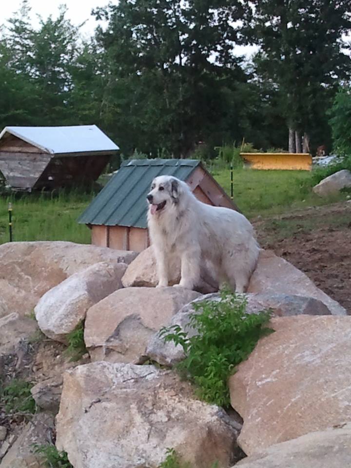 Livestock Guardian Dog