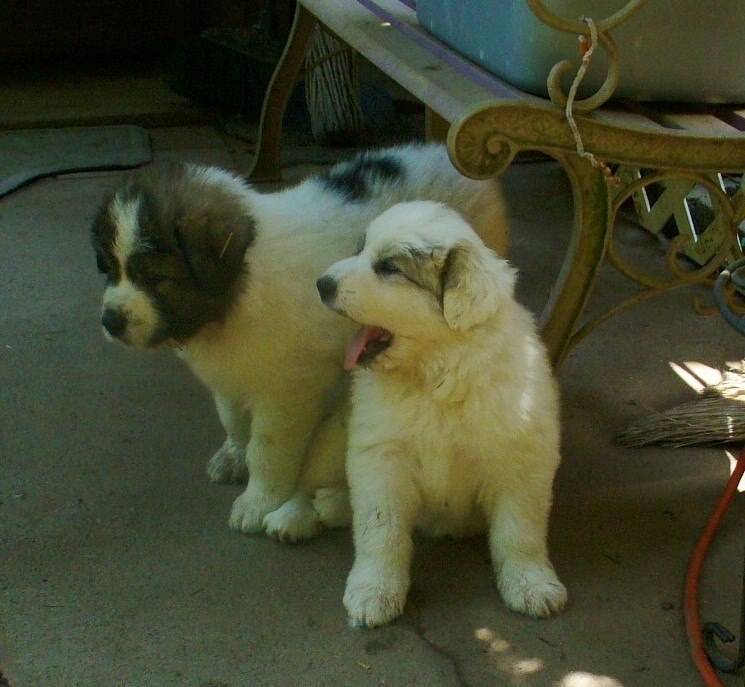 Livestock Guardian Dogs