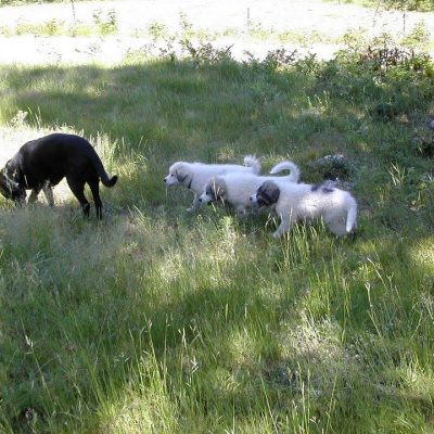 Livestock Guardian Dogs on a Small Family Farm – the series