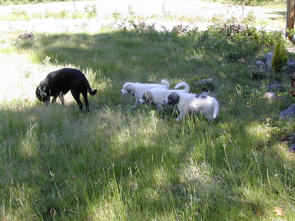 Livestock Guardian Dog