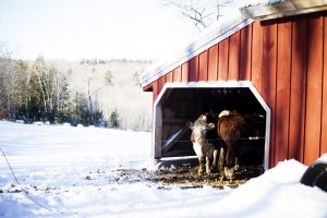 Cows in the Snow | Mighty Oaks Farm Maine