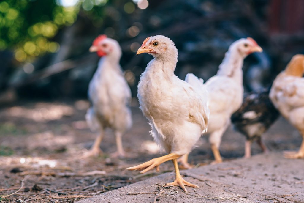 Old Wives' Tales about Farming | Mighty Oaks Farm Maine