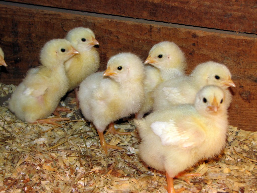 Dual-purpose Farm Animal - Cornish Cross Chicks