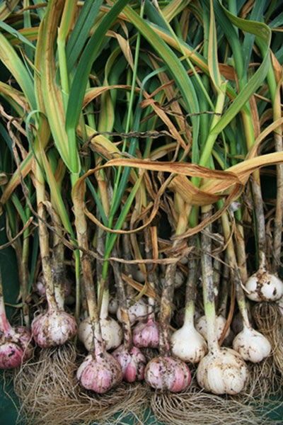 Fresh Garlic Bulbs - Edibles Anyone Can Grow