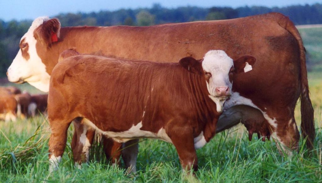 Dual Purpose Farm Animal - Simmental Cow