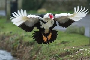 Dual-purpose Farm Animal - Muscavoy Duck