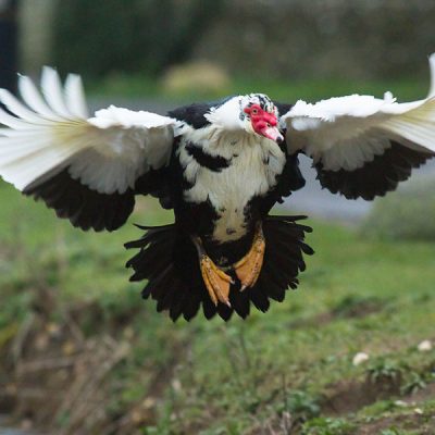 Dual-purpose Farm Animal - Muscavoy Duck