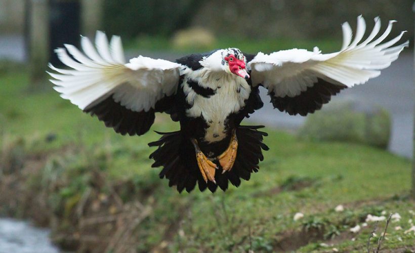 Dual-purpose Farm Animal - Muscavoy Duck