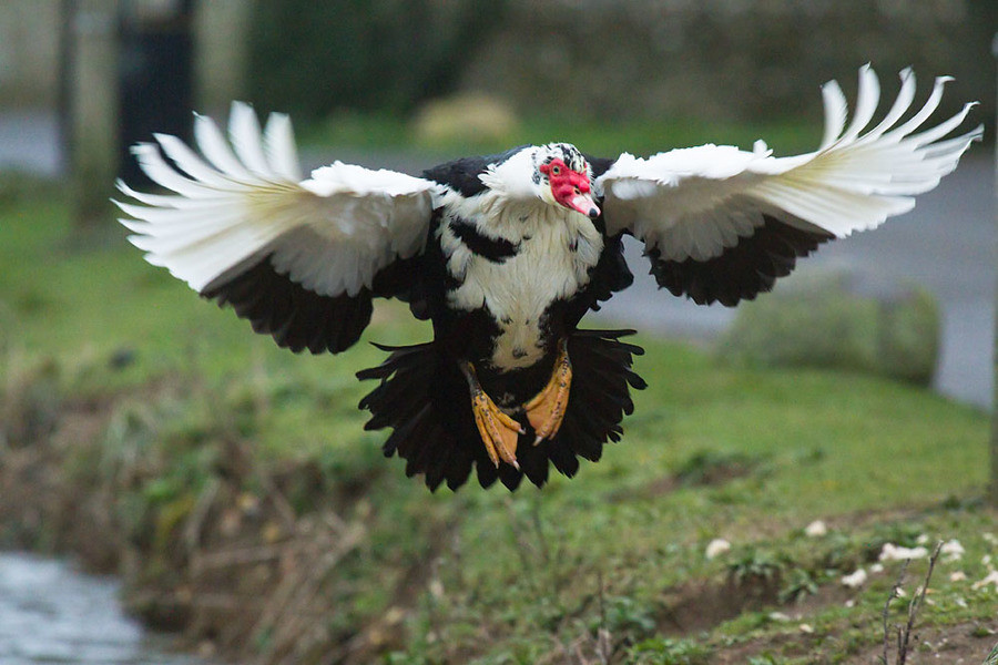 Dual-purpose Farm Animal - Muscovy Duck