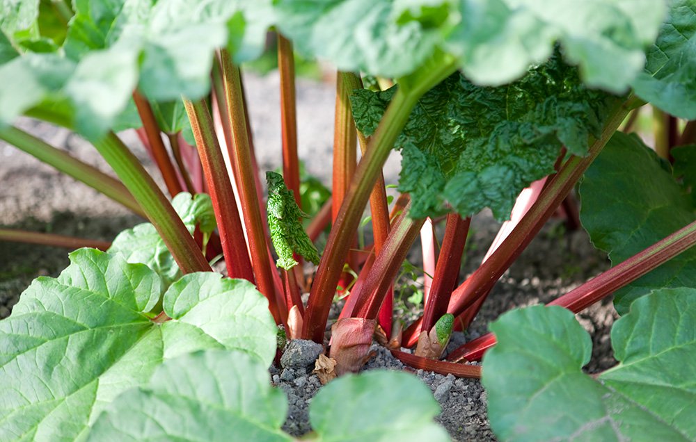 Rhubarb - Edibles Anyone Can Grow