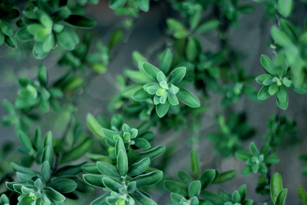 Thyme - Edibles Anyone Can Grow