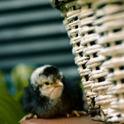 The Best Time To Get Baby Chicks