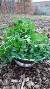 A large colander filled with a mound of fresh parsley in the garden